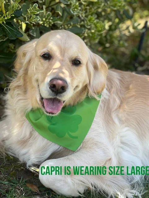 Capri laying down is wearing a size large green bandana with a darker green four leaf clover or shamrock around her neck