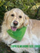 Capri laying down is wearing a size large green bandana with a darker green four leaf clover or shamrock around her neck