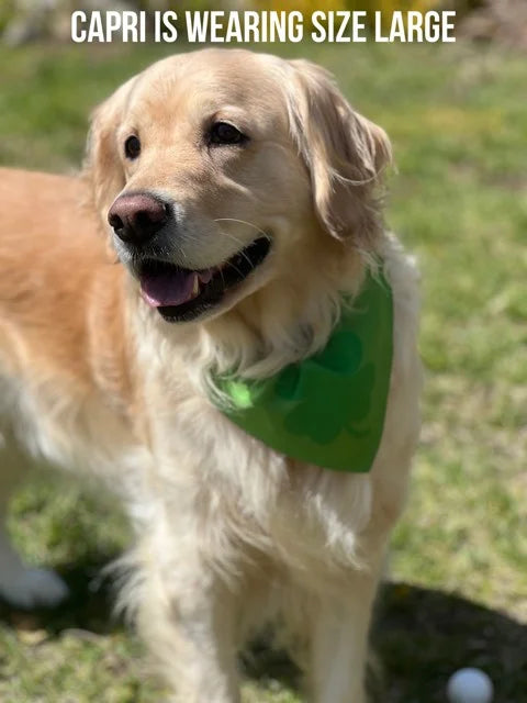 Capri is wearing a size large green bandana with a darker green four leaf clover or shamrock around her neck