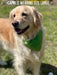 Capri is wearing a size large green bandana with a darker green four leaf clover or shamrock around her neck